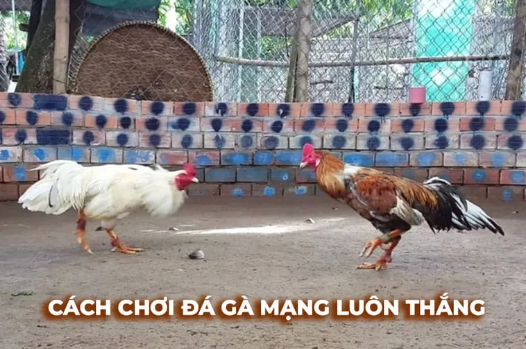 Bí Quyết Chơi Đá Gà Sabong Tại DWIN Từ Các Chuyên Gia Hàng Đầu
