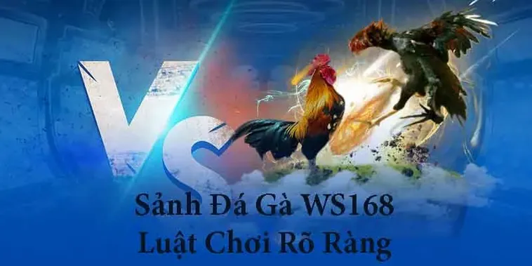 Đá Gà WS168 Tại DWIN Giúp Tăng Tỷ Lệ Thắng 75%